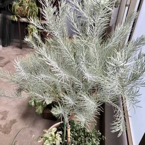 ユーカリ,ユーカリ ハーディマリー,マンション,ベランダの画像