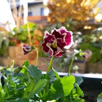 ジューンベリー,ビオラ ミルフル,ビオラ タイガーアイの画像