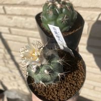 サボテン,ガステリア 臥牛,ガステリア 臥牛,オブレゴニア 帝冠,オブレゴニア 帝冠の画像