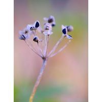 ニラ,広い庭の画像