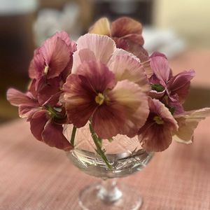 ヘデラ,パンジー,パンジー みやび キューティーアプリコット,寄せ植え,お庭の画像