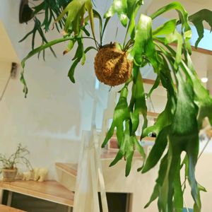 ビカクシダ ネザーランド,苔玉,シダ植物, ビカクシダ,その他部屋の画像