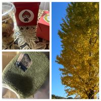 イチョウ,イチョウ黄葉,お出かけ先の画像