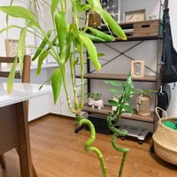 ミリオンバンブー,ミリオンバンブー,リビング・ダイニングの画像