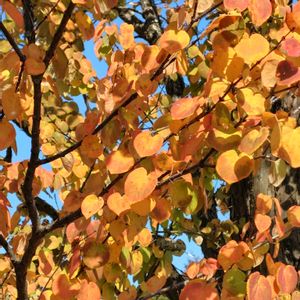 カツラ,GSに感謝。,植物観察,柏の葉公園,植物散策の画像