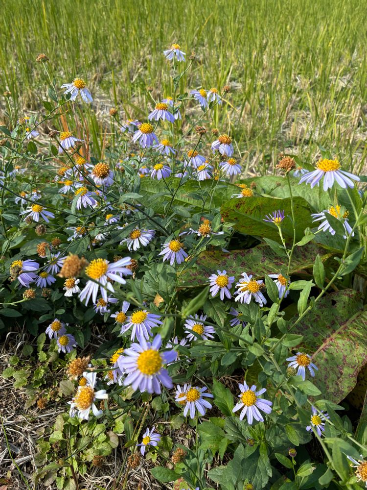 ソメさんの戸塚区への投稿