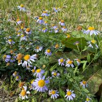 センニンソウ,リンドウ,シロヨメナ,カントウヨメナ,オオハナワラビの画像