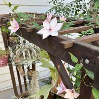 チランジア,クレマチス,ビカクシダ,エクメア・ガモセパラ,クレマチス ユートピアの画像