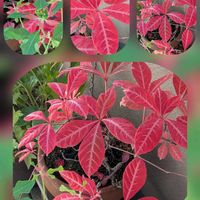 ショウジョウソウ,ヘンリーヅタ,銀杏並木,銀杏並木,北山通りにて…の画像