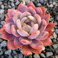 シャビアナ,ネオンブレーカーズ,オレンジモンロー,アメイジンググレイス,メキシコプリドニスの画像