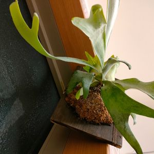 ビカクシダ,麋角羊歯(ビカクシダ),観葉植物,シダ植物の画像