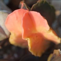 ハオルチア,多肉植物,観葉植物,塊根植物,サボテン科の画像