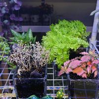 多肉植物,観葉植物,塊根植物,花,毎月16日はトトロの日の画像