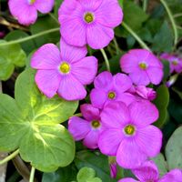 ムラサキカタバミ,自然大好き,自然を楽しむ,カワイイ,自然は面白いの画像