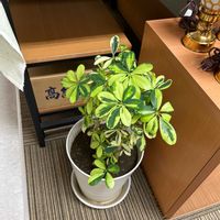 シェフレラの画像