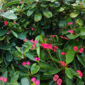 ハナキリン,大輪花キリン,多肉植物,赤い花,綺麗な色♡の画像