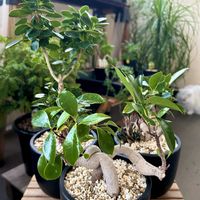 ガジュマル,パンダガジュマル,観葉植物,塊根植物,ベランダガーデンの画像