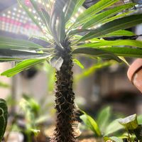 パキポディウム,パキポディウムラメリー,塊根植物,コーデックスの画像