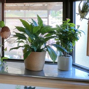 キク,シャコバサボテン,ハナキリン,ディコンドラ シルバーフォール,ガーデニングの画像