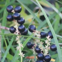 リュウノヒゲの画像