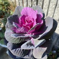 月下美人,葉牡丹,ガーデニング,お気に入り♡,いつもありがとう♡の画像