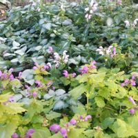 ラミウム,宿根草,ガーデニング,グランドカバー,庭の画像