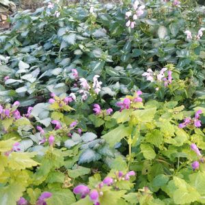 ラミウム,宿根草,ガーデニング,グランドカバー,庭の画像