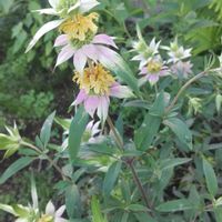 モナルダ,ガーデニング,庭の画像