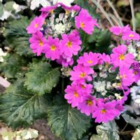 プリムラ マラコイデスの画像