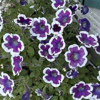 ペチュニア,ベゴニア タブレット,ユーフォルビア ダイヤモンドスター,成長記録,小さな庭の画像