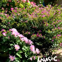 クフェア,ベゴニア,ガーデンマム,ピンク,ピンクの花の画像