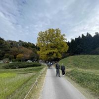 イチョウ,お出かけ先の画像