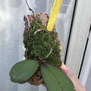 Phal. 未登録,Phal. Minho Princess × Sogo Yukidian,着生植物,胡蝶蘭育種の画像