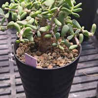 塊根植物の画像