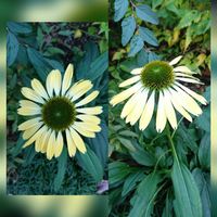 エキナセア,チェリーセージ,ハヤトウリ,晩白柚,散歩の画像