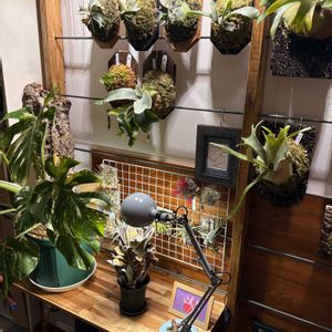  ビカクシダ,ビカクウォール,植物部屋の画像