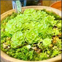 ムシトリスミレ,庭の画像