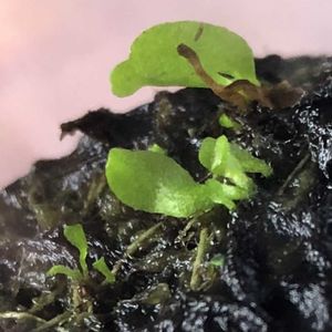 ビフルカツム,胞子体, ビカクシダ,前葉体,買物メモの画像