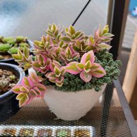 ベビーサンローズ,ゴールデングロー,サブセシリス,メラコ,みせばやの画像