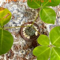 ボンバックス,ボンバックス エリプチカム,Pseudobombax ellipticum,塊根植物,ボンバックス属の画像