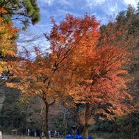 ダリア,紅葉,ビオラ,サルナシ,かわいいの画像