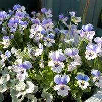 ビオレッタ　しずく,鉢植え,今日のビオラ,かわいい♡,久しぶりの投稿の画像