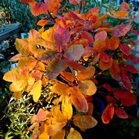 スモークツリー,スモークツリー,綺麗な葉っぱ,月曜日の癒し,月曜日にビタミンカラーの画像