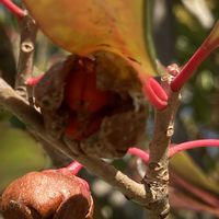 モッコク,モッコク,モッコクの実,木の実,モッコク科の画像