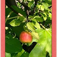 ヒメリンゴ,ブルーアイス,リューカデンドロン プルモサス,ぶらはらを,今日のお花の画像