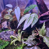 ムシトリスミレ,セラギネラ,スキンダプサス,マダライモリ,macodes petolaの画像