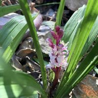 吉祥草,キチジョウソウ(吉祥草),GSのみなさんに感謝♡,小さな幸せ♡,ありがとう♡の画像