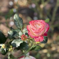 サザンカ,バラ,イチョウ,黄葉,鶴舞公園の画像