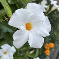 マンデビラ,マンデビラ,散歩,白い花,花散歩の画像