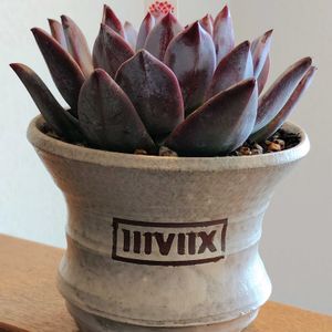 ブラックサバス,エケベリア属,多肉大好き,多肉中毒,多肉多肉多肉の画像